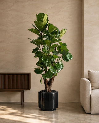 Fiddle Leaf in black Nia Glossy planter, 200-210cm