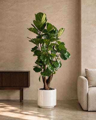 Fiddle Leaf in white Nia Glossy planter, 200-210cm