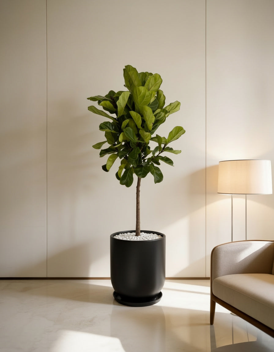 Fiddle Tree - Fiber Clay Pot