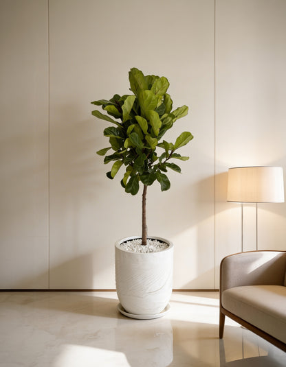 Fiddle Tree - Fiber Clay Pot