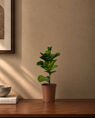 Fiddle Leaf in nursery pot, 30-35cm