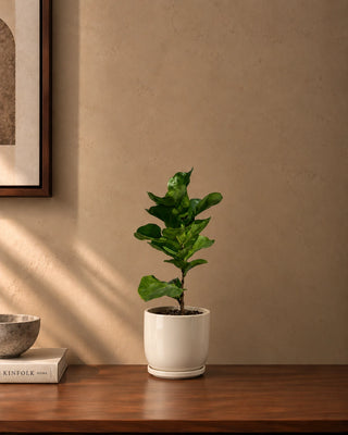 Fiddle Leaf in white Luma Mini planter, 30-35cm