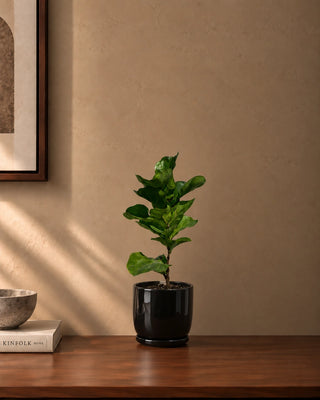 Fiddle Leaf in black Luma Mini planter, 30-35cm