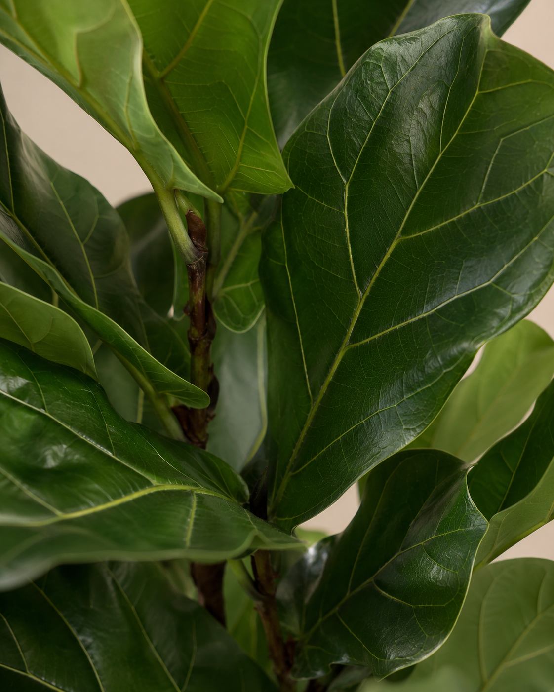 Fiddle Leaf