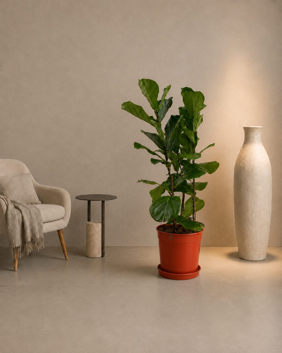Fiddle Leaf