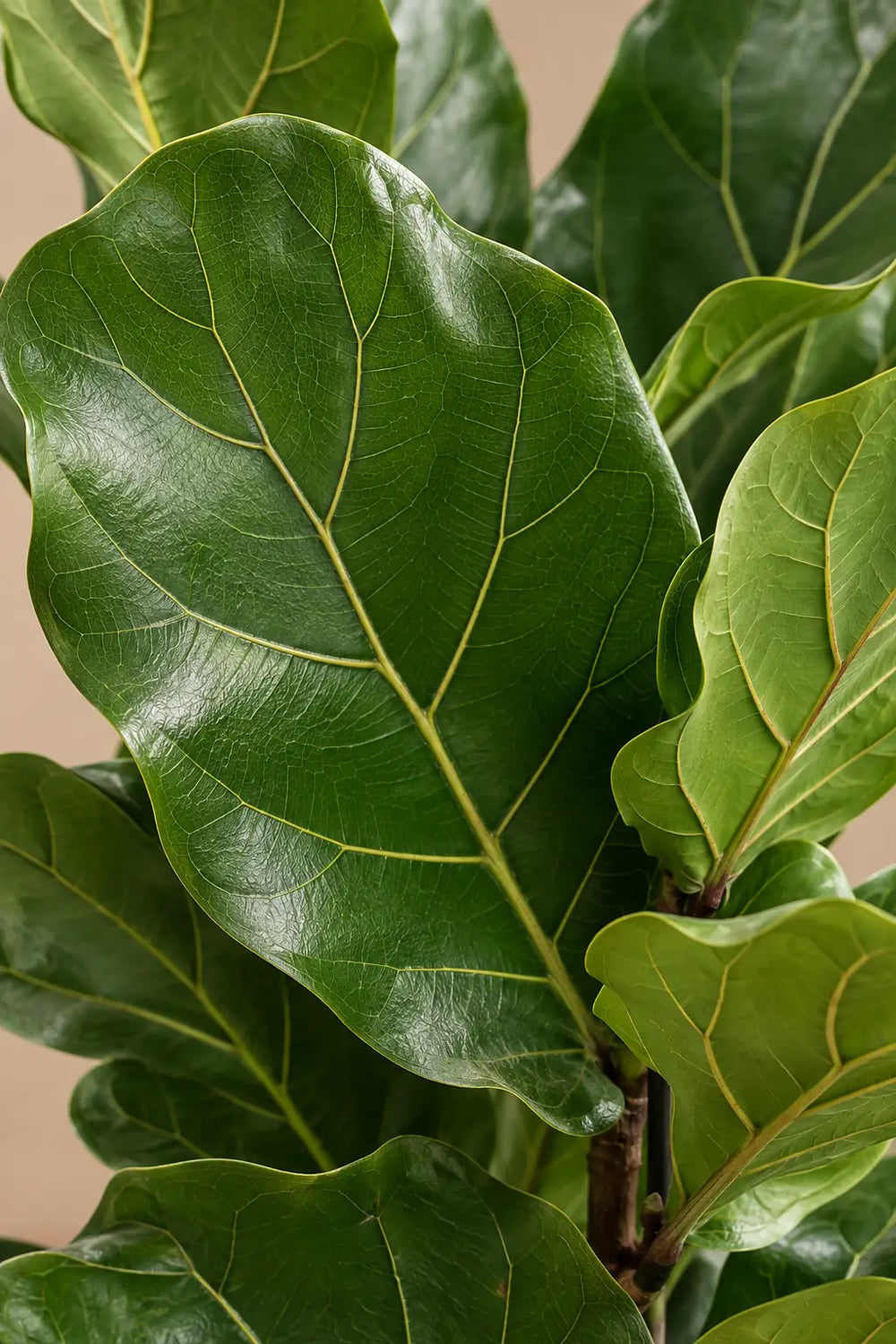 Fiddle Leaf