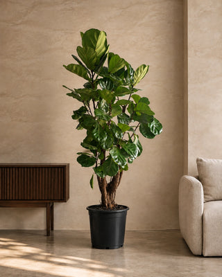 Fiddle Leaf in nursery pot, 200-210cm