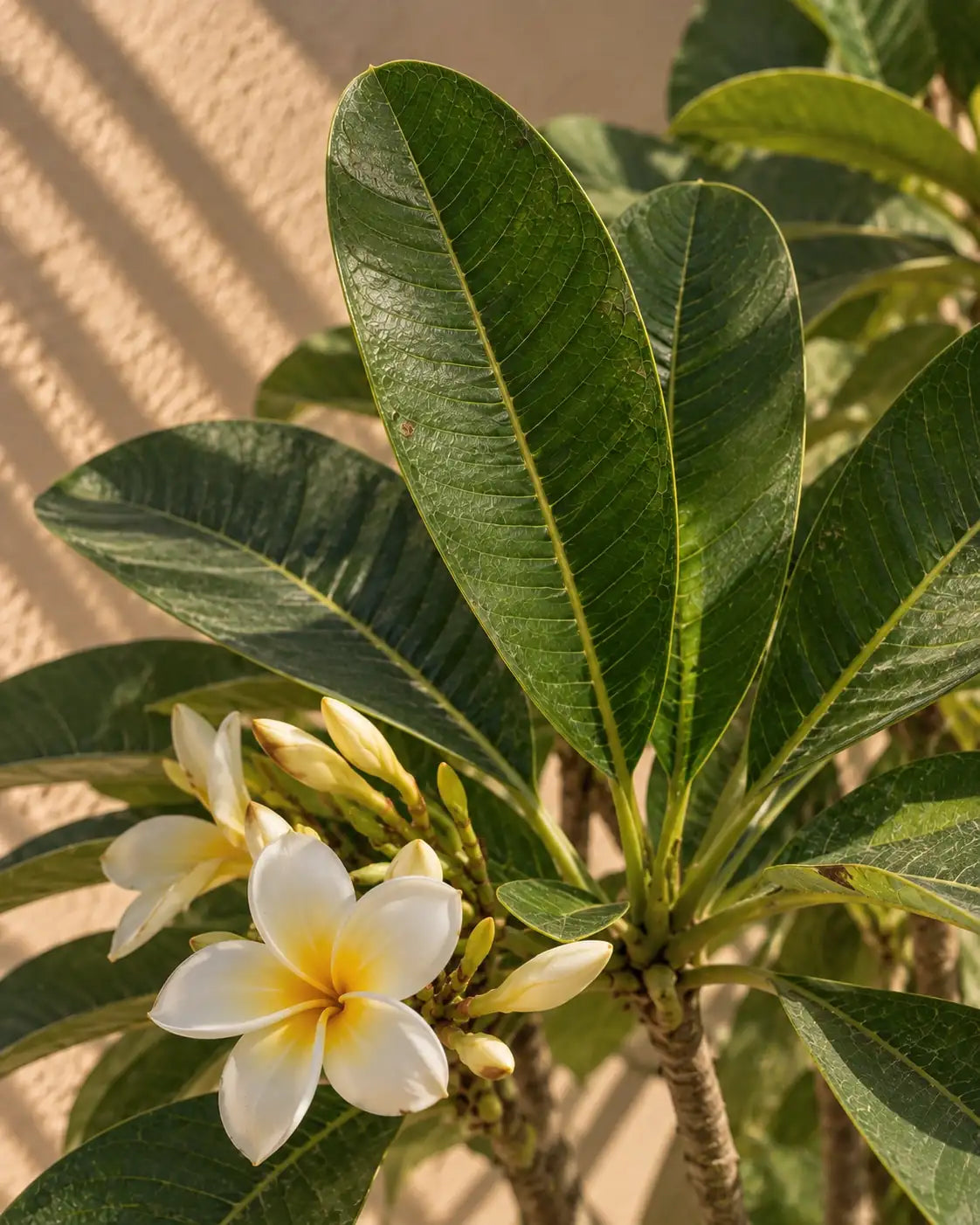Plumeria — Frangipani