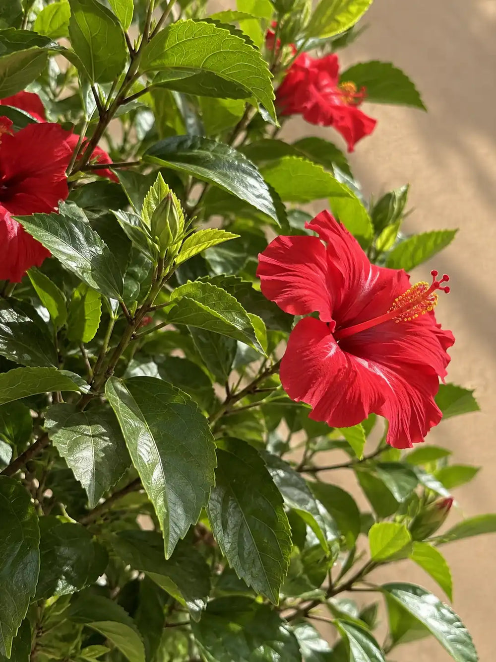 Hibiscus