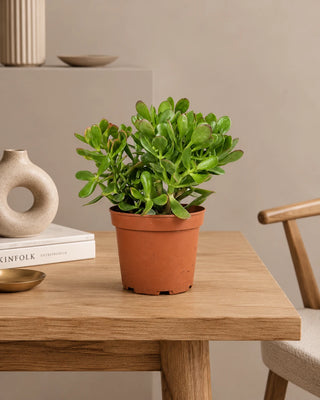 Jade Plant in nursery pot, 25-30cm