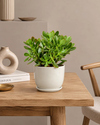 Jade Plant in white Luma Mini planter, 25-30cm
