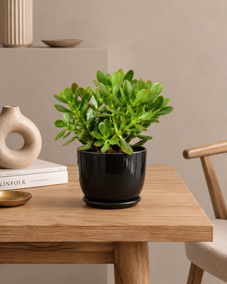 Jade Plant in black Luma Mini planter, 25-30cm