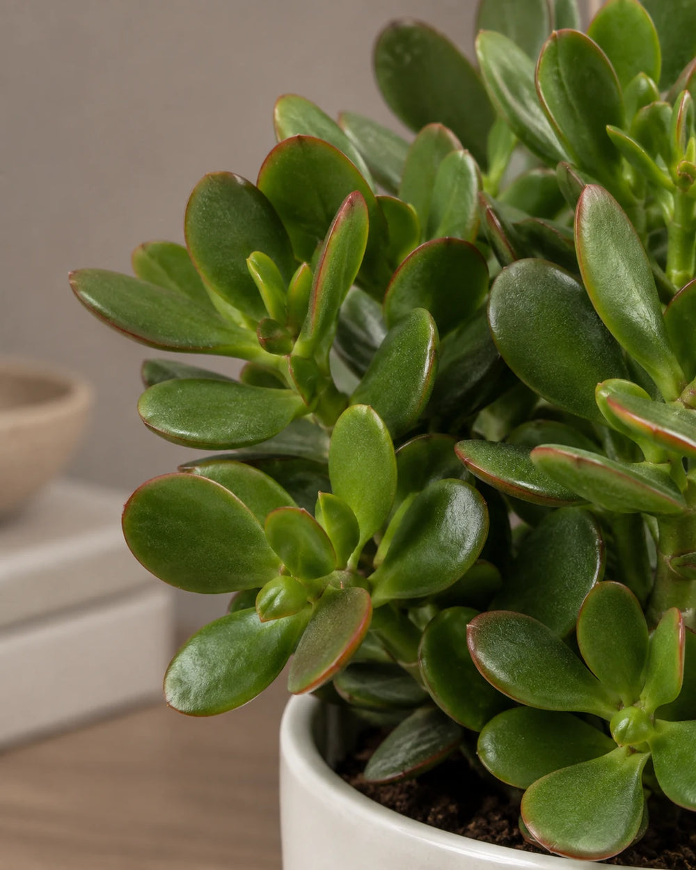 Jade Plant — Crassula Ovata