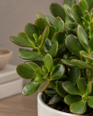 SG Care Macro — Jade Plant