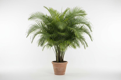 kentia palm big