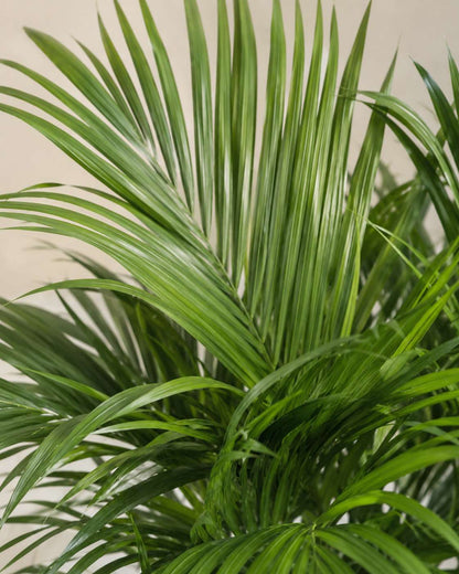 Kentia Palm