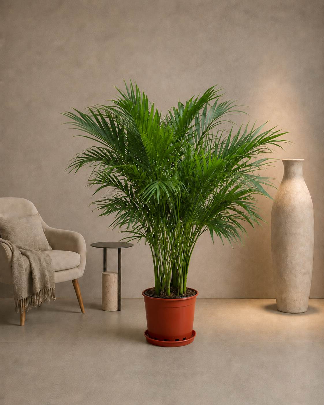 Kentia Palm