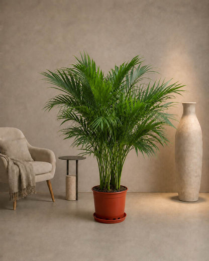 Kentia Palm
