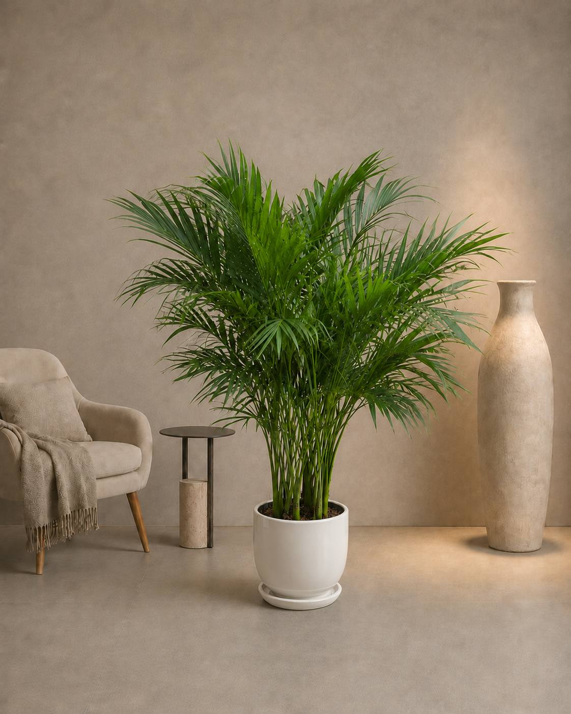Kentia Palm