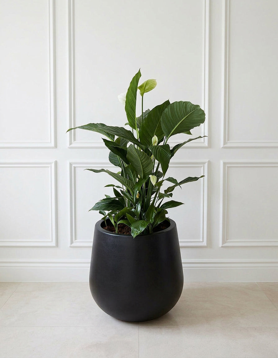 Holland Large Peace Lily - Large Fiber Pot
