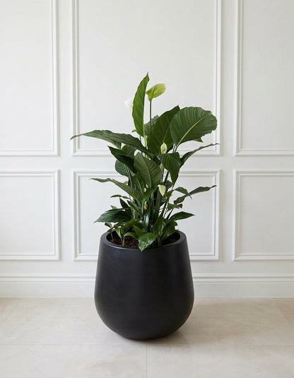 Holland Large Peace Lily - Large Fiber Pot