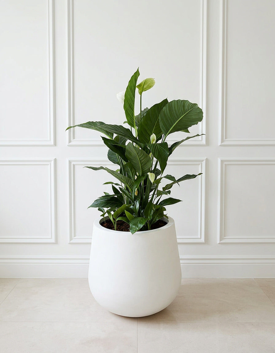 Holland Large Peace Lily - Large Fiber Pot