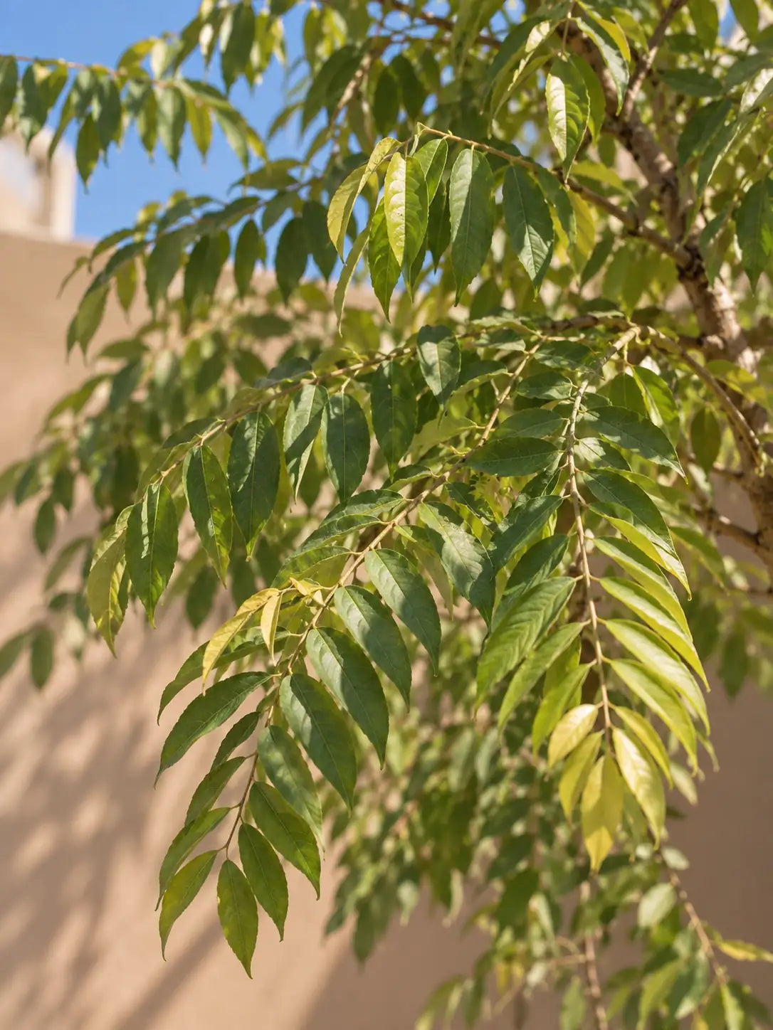 Neem Tree — Azadirachta Indica