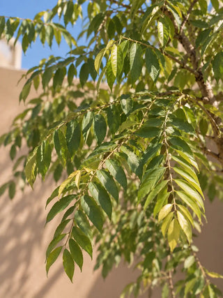 SG Care Macro — Neem Tree