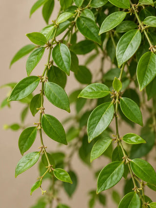 Lipstick Plant — Aeschynanthus