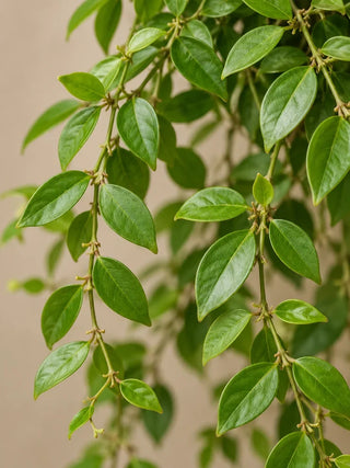 Lipstick Plant — detailed foliage and bloom macro