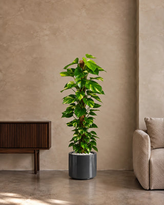 Money Plant in grey Nia Glossy planter, 130-150cm