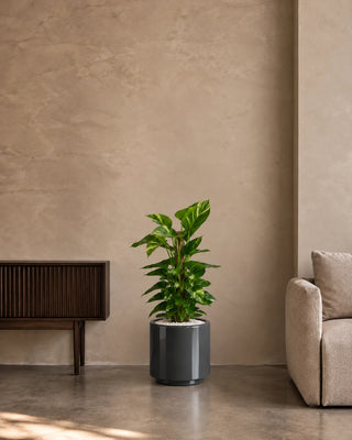 Money Plant in grey Nia Glossy planter, 40-60cm