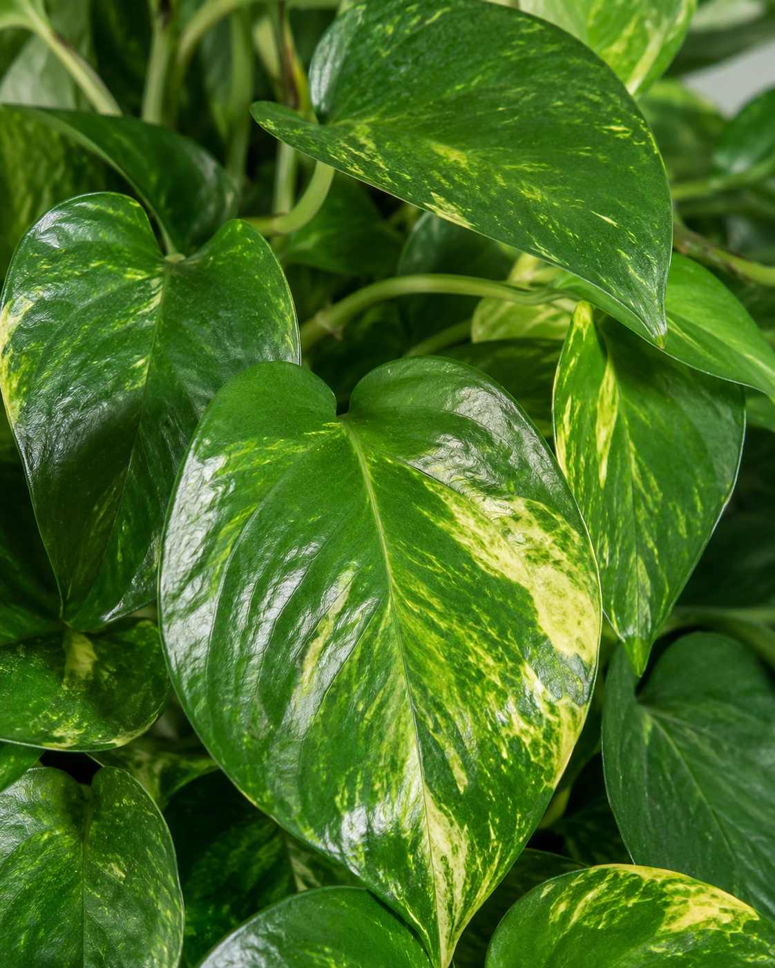 Money Plant