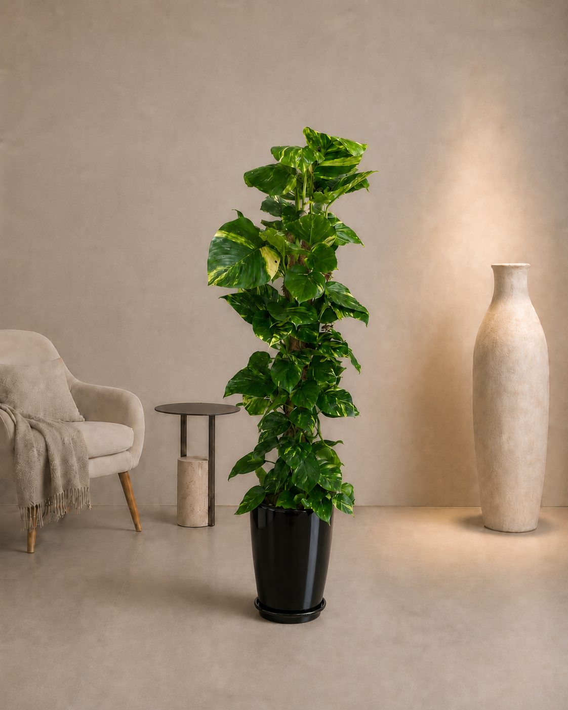 Money Plant