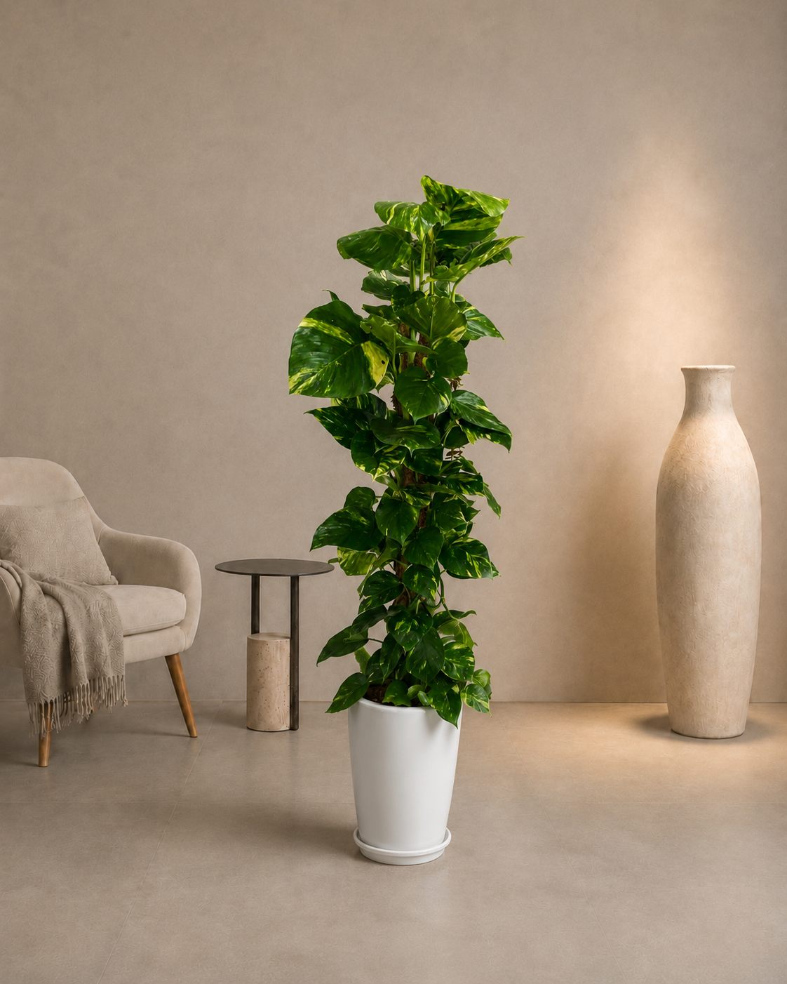 Money Plant