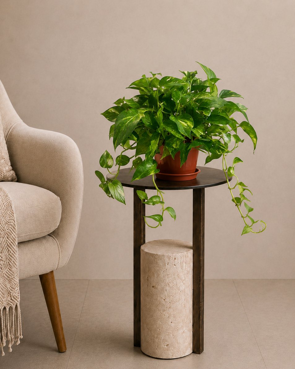 99AED Air Purifying Plants Offer