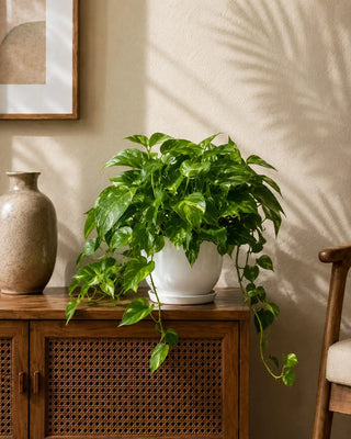 Money Plant in white Luma Mini planter, 20-30cm
