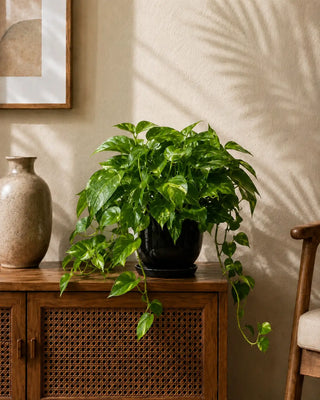 Money Plant in black Luma Mini planter, 20-30cm