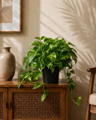 Money Plant in nursery pot, 20-30cm