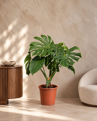 Monstera Swiss Cheese in nursery pot, 60-85cm