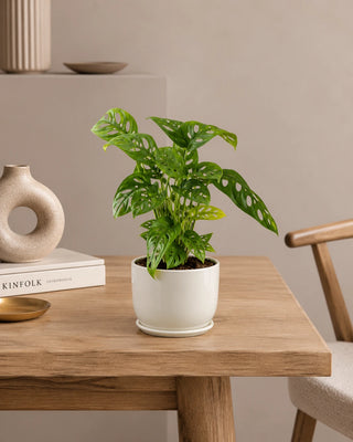 Monstera Swiss Cheese in white Luma Mini planter, 25-35cm