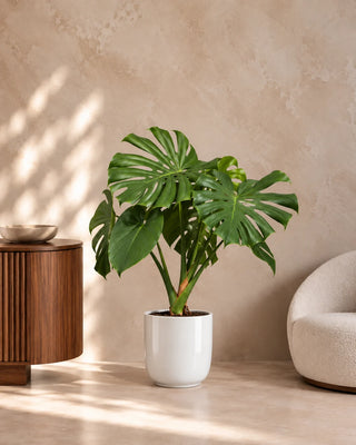 Monstera Swiss Cheese in white Luma Glossy planter, 60-85cm