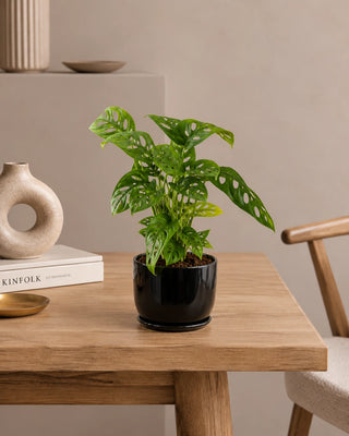 Monstera Swiss Cheese in black Luma Mini planter, 25-35cm