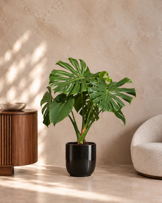 Monstera Swiss Cheese in black Luma Glossy planter, 60-85cm