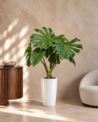 Monstera Swiss Cheese in white Luma Tall Glossy planter, 60-85cm