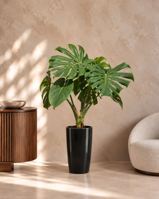 Monstera Swiss Cheese in black Luma Tall Glossy planter, 60-85cm