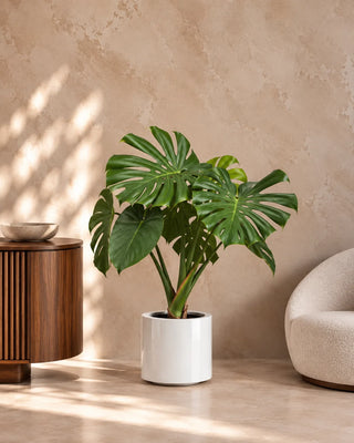Monstera Swiss Cheese in white Nia Glossy planter, 60-85cm