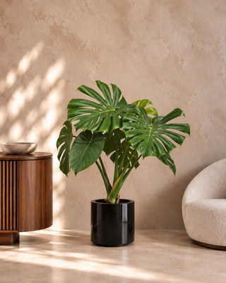 Monstera Swiss Cheese in black Nia Glossy planter, 60-85cm