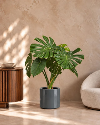 Monstera Swiss Cheese in grey Nia Glossy planter, 60-85cm