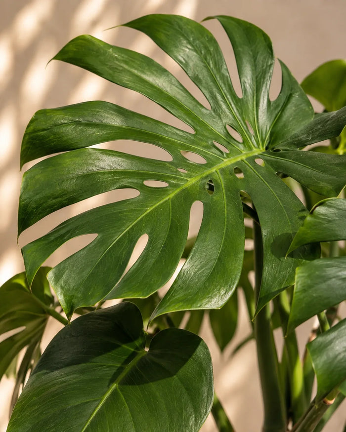 Monstera Deliciosa